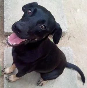 Cachorro raça SRD idade 1 ano nome Britney