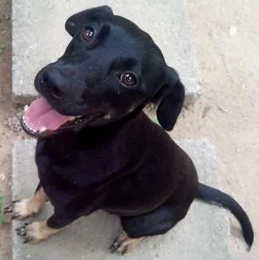 Cachorro ra a SRD idade 1 ano nome Britney