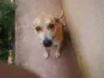 Apolo