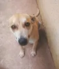 Apolo
