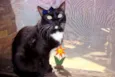 Filó
