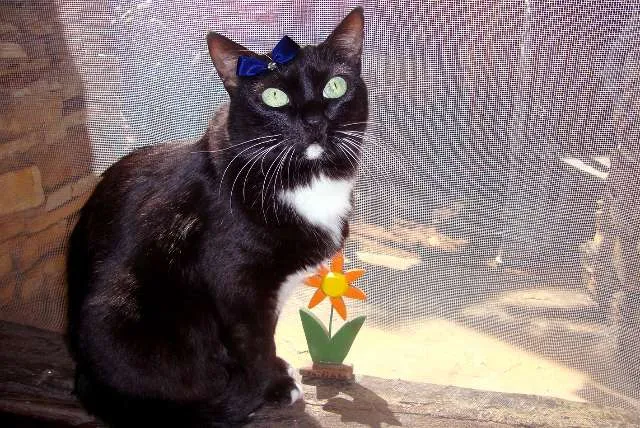 Gato raça  idade 5 anos nome Filó