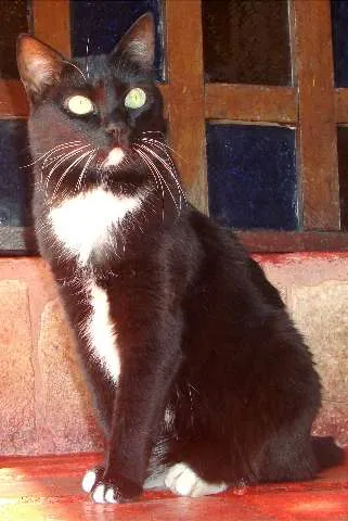 Gato raça  idade 5 anos nome Filó