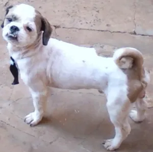 Cachorro raça Lhasa Apso idade 4 anos nome Tocha