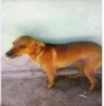 Sasha e Paçoca