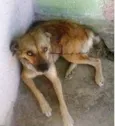 Sasha e Paçoca