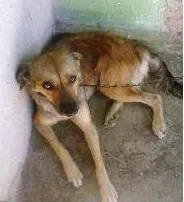 Cachorro ra a SRD idade 1 ano nome Sasha e Paçoca