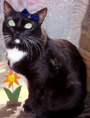 Gato raça  idade 5 anos nome Filó