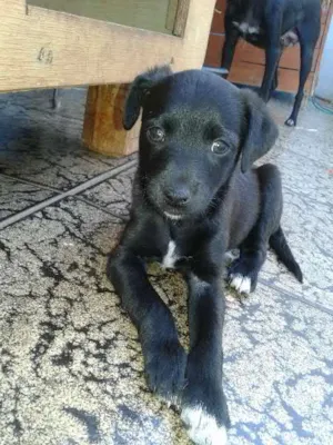 Cachorro raça Vira Lata idade Abaixo de 2 meses nome Recém Nascidos