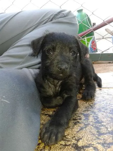 Cachorro raça Vira Lata idade Abaixo de 2 meses nome Recém Nascidos