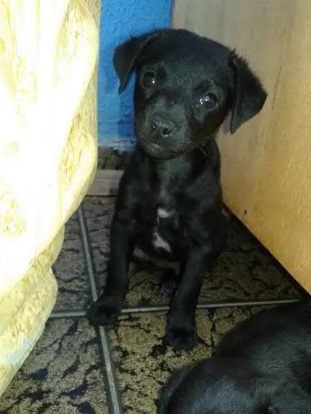 Cachorro raça Vira Lata idade Abaixo de 2 meses nome Recém Nascidos
