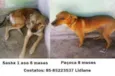 Sasha e Paçoca