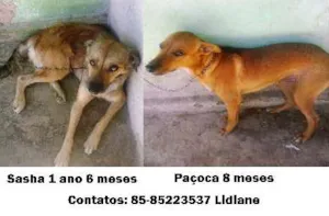 Cachorro raça SRD idade 1 ano nome Sasha e Paçoca