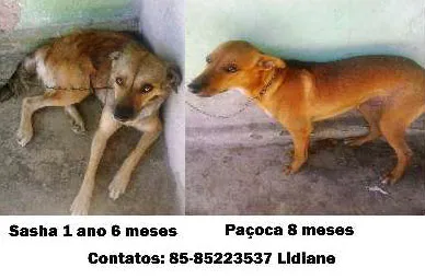 Cachorro ra a SRD idade 1 ano nome Sasha e Paçoca