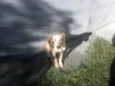 Snoop