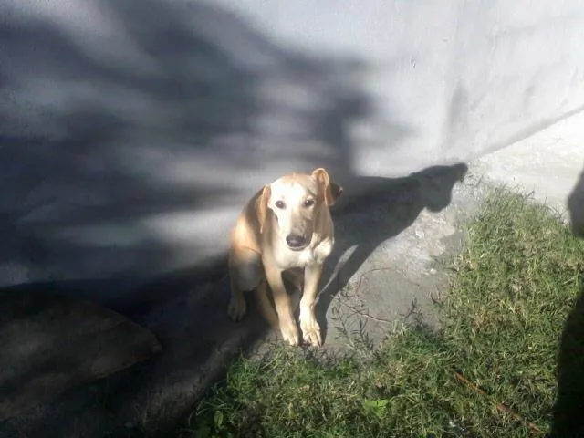 Cachorro ra a Beagle idade 2 a 6 meses nome Snoop