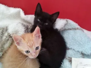 Gato raça SRD idade 2 a 6 meses nome Romeu e Thifany