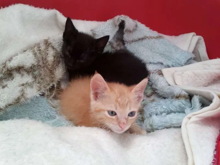 Gato ra a SRD idade 2 a 6 meses nome Romeu e Thifany