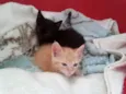 Romeu e Thifany