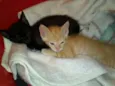 Romeu e Thifany