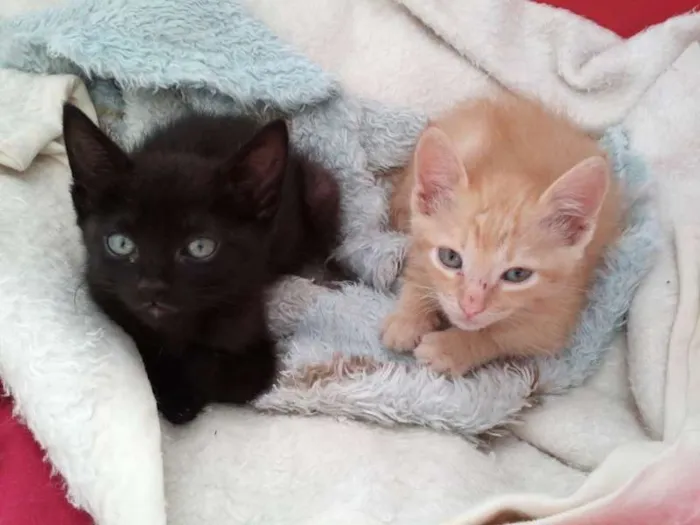 Gato ra a SRD idade 2 a 6 meses nome Romeu e Thifany