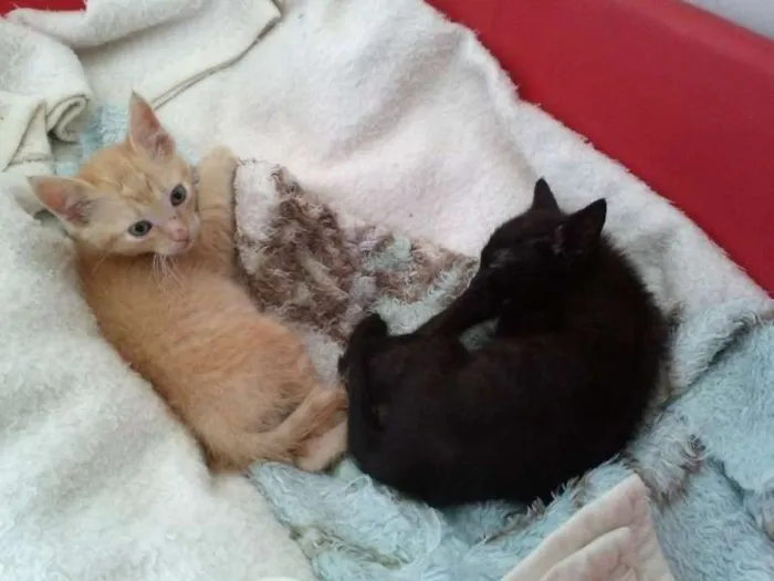 Gato ra a SRD idade 2 a 6 meses nome Romeu e Thifany