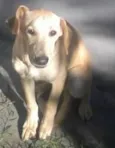 Snoop