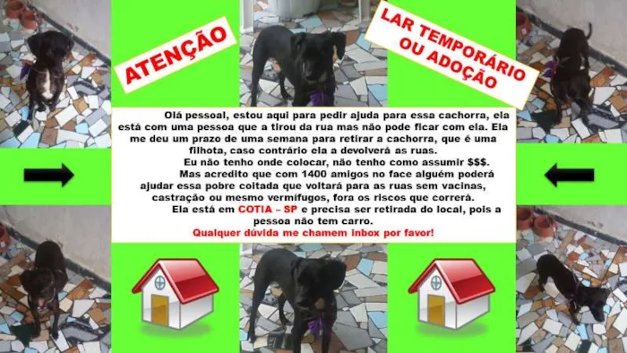 Cachorro ra a SRD idade 7 a 11 meses nome Mika