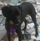 Cachorro raça SRD idade 7 a 11 meses nome Mika