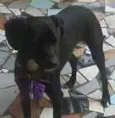 Mika