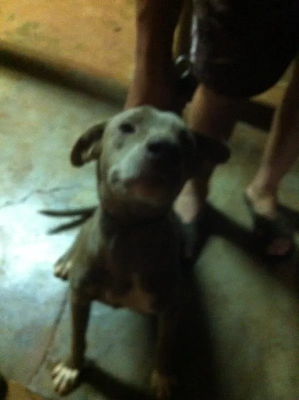 Cachorro ra a Mestiço de labrador idade 1 ano nome Marrom