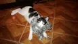 Josefina