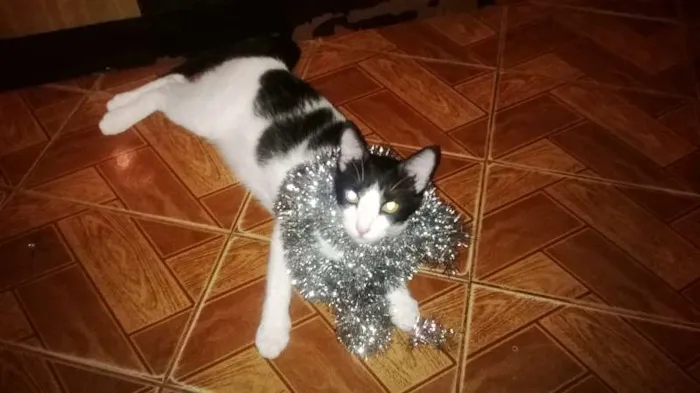 Gato raça Vira Lata idade 1 ano nome Josefina
