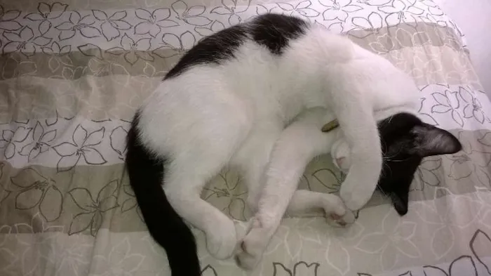 Gato raça Vira Lata idade 1 ano nome Josefina