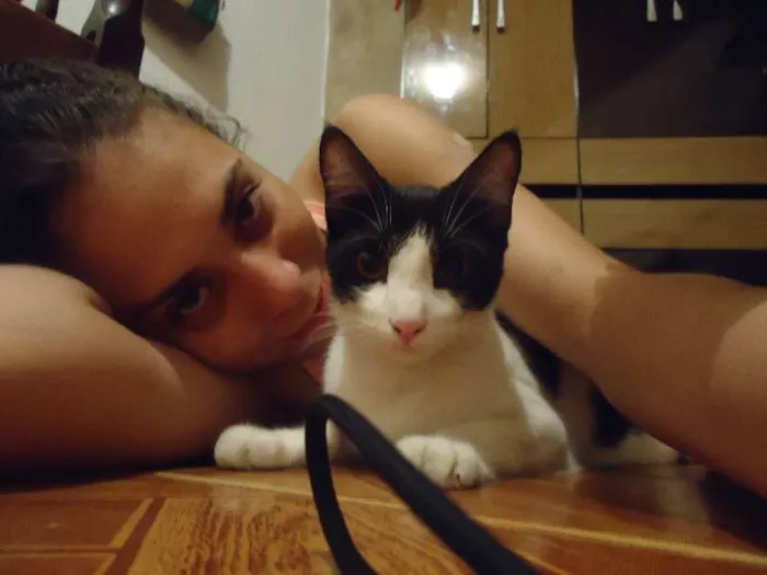 Gato raça Vira Lata idade 1 ano nome Josefina