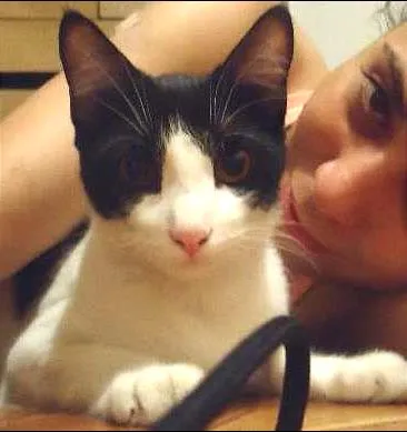 Gato raça Vira Lata idade 1 ano nome Josefina