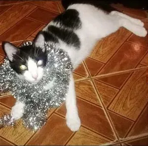 Gato raça Vira Lata idade 1 ano nome Josefina