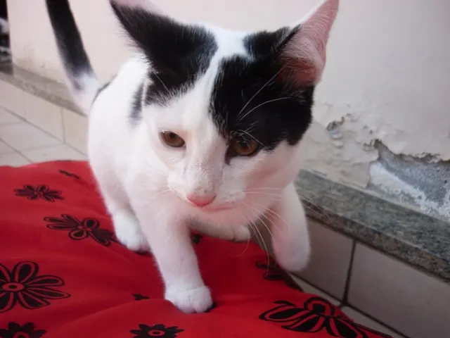 Gato ra a SRD idade 2 a 6 meses nome JORGE