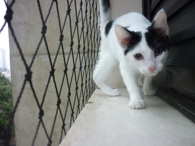 Gato ra a SRD idade 2 a 6 meses nome JORGE