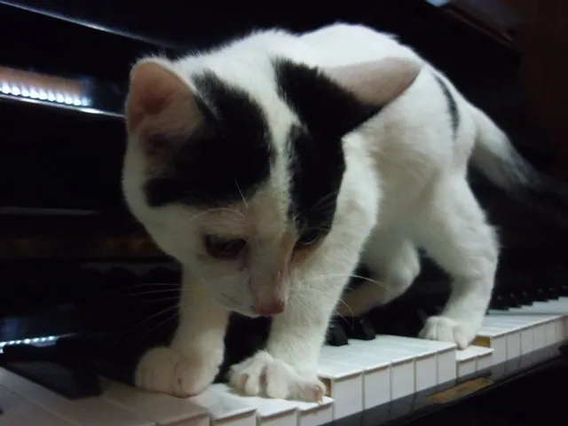 Gato ra a SRD idade 2 a 6 meses nome JORGE