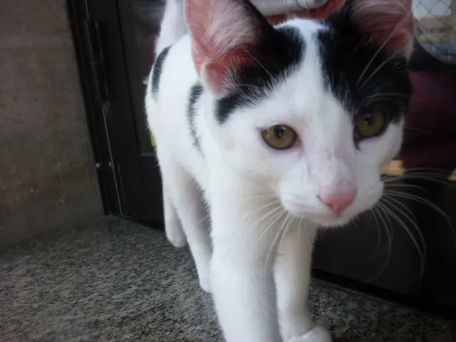 Gato ra a SRD idade 2 a 6 meses nome JORGE