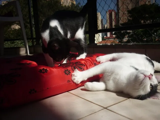 Gato ra a SRD idade 2 a 6 meses nome JORGE