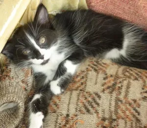 Gato raça SRD idade 2 a 6 meses nome PLOC