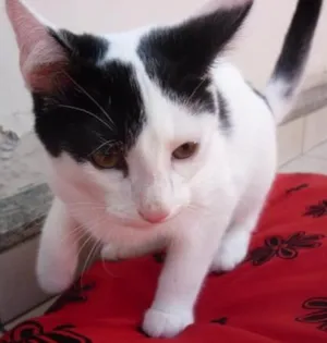Gato raça SRD idade 2 a 6 meses nome JORGE