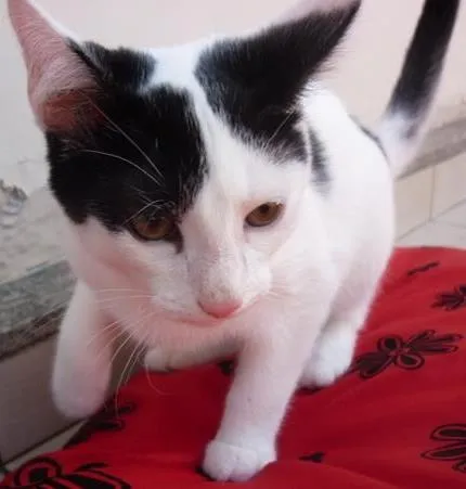 Gato ra a SRD idade 2 a 6 meses nome JORGE