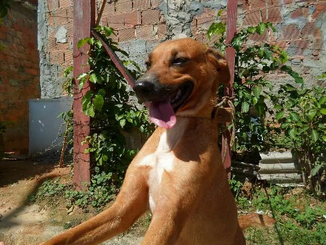 Cachorro raça  idade 1 ano nome catara