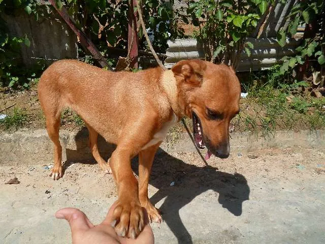 Cachorro raça  idade 1 ano nome catara