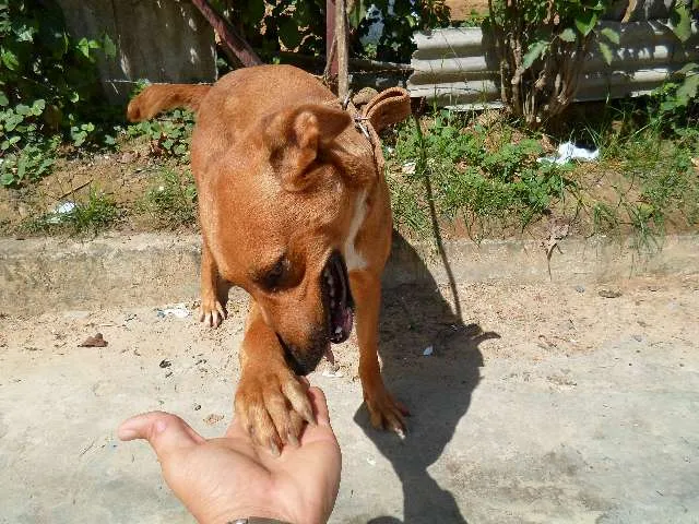 Cachorro raça  idade 1 ano nome catara