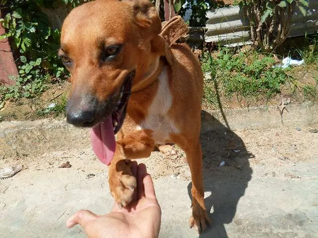 Cachorro raça  idade 1 ano nome catara