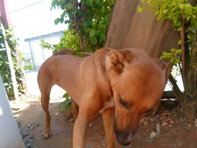 Cachorro raça  idade 1 ano nome catara